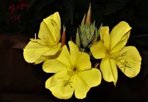 2017nchtkrz02.webp