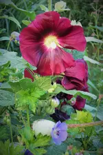 DSCF9501 (2).webp