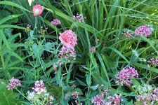 DSCF9506 (2).webp
