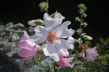 DSCF9474 (2).webp