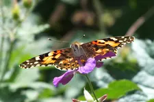 DSCF9466.webp
