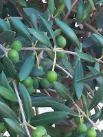 IMG_20170715_090043.webp