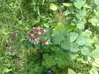 IMG_20170717_112823.webp