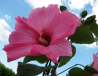 Sumpfhibiskus Juli 2017__.webp