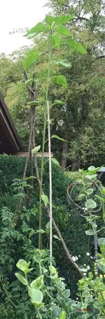 G_Riesen Sonnenblume_2,65m__17.07.2017_mr.ditschy.webp