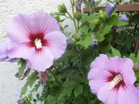 DSCI0088.webp