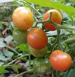 20170717.webp