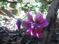 P1010365malve von.webp