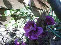 P1010364malve vom.webp