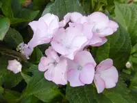 P1010344Hortensie.webp