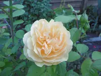 P1010343rose.webp
