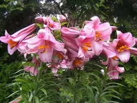 Riesenbaumlilien4.webp