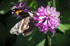 DSCF9521 (2).webp