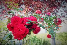 DSCF9547 (2).webp