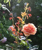 IMG_3008.webp