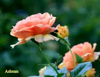 IMG_3441.JPG