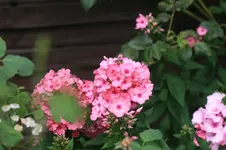 IMG_3536.JPG