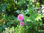 IMG_8536.JPG