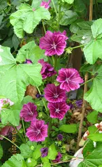 IMG_8429.JPG