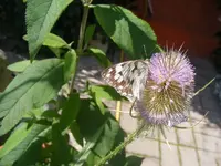 Schachbrettfalter1.webp