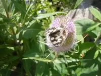 Schachbrettfalter2.webp