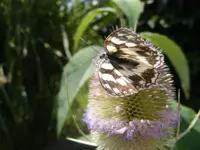 Schachbrettfalter3.webp