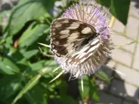 Schachbrettfalter5.webp