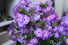 _MG_8481.webp