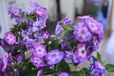 _MG_8482.webp
