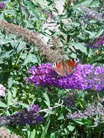P1010376 (2)schmetterling.webp