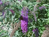 P1010374schmetterling.webp