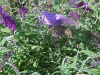 P1010373schmetterling.webp