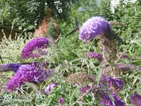 P1010372schmetterling.webp