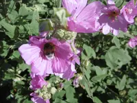 P1010370Malve.webp