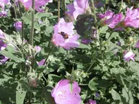 P1010369Malve.webp