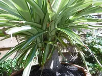 P1010383Yucca Jewel.webp