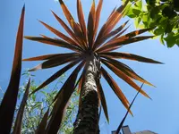 P1010382Red Star.webp