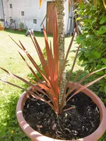 P1010381 Ableger von Red Star.webp