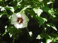 P1010385hibiskus.webp