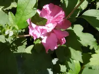 P1010377Hibiskus.webp