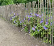 Wiesenstorchschn 07.webp