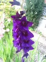 gladiolen 001.webp