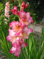 gladiolen 002.webp