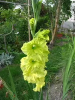 gladiolen 004.webp