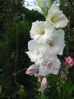 gladiolen 005.webp