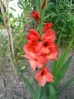 gladiolen 007.webp