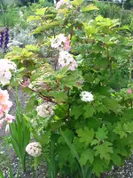 gladiolen 008.webp