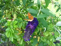 schmetterlinge 001.webp