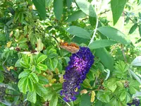 schmetterlinge 002.webp