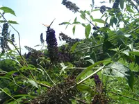 schmetterlinge 006.webp